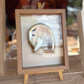 Broome Pearl Shell - framed