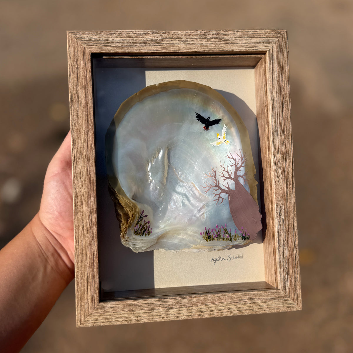 Broome Pearl Shell - framed