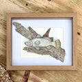 Barra on Driftwood