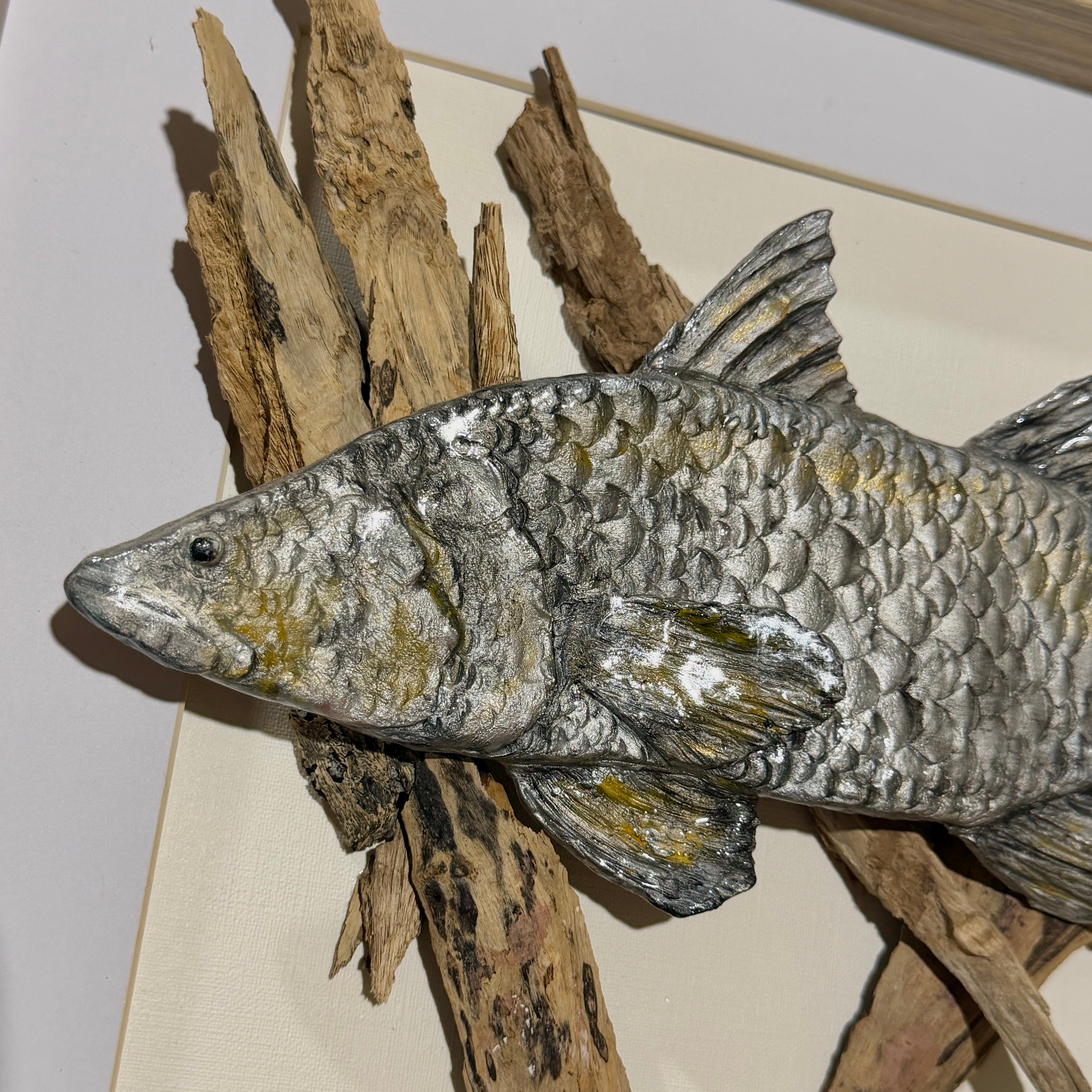 Driftwood Barramundi